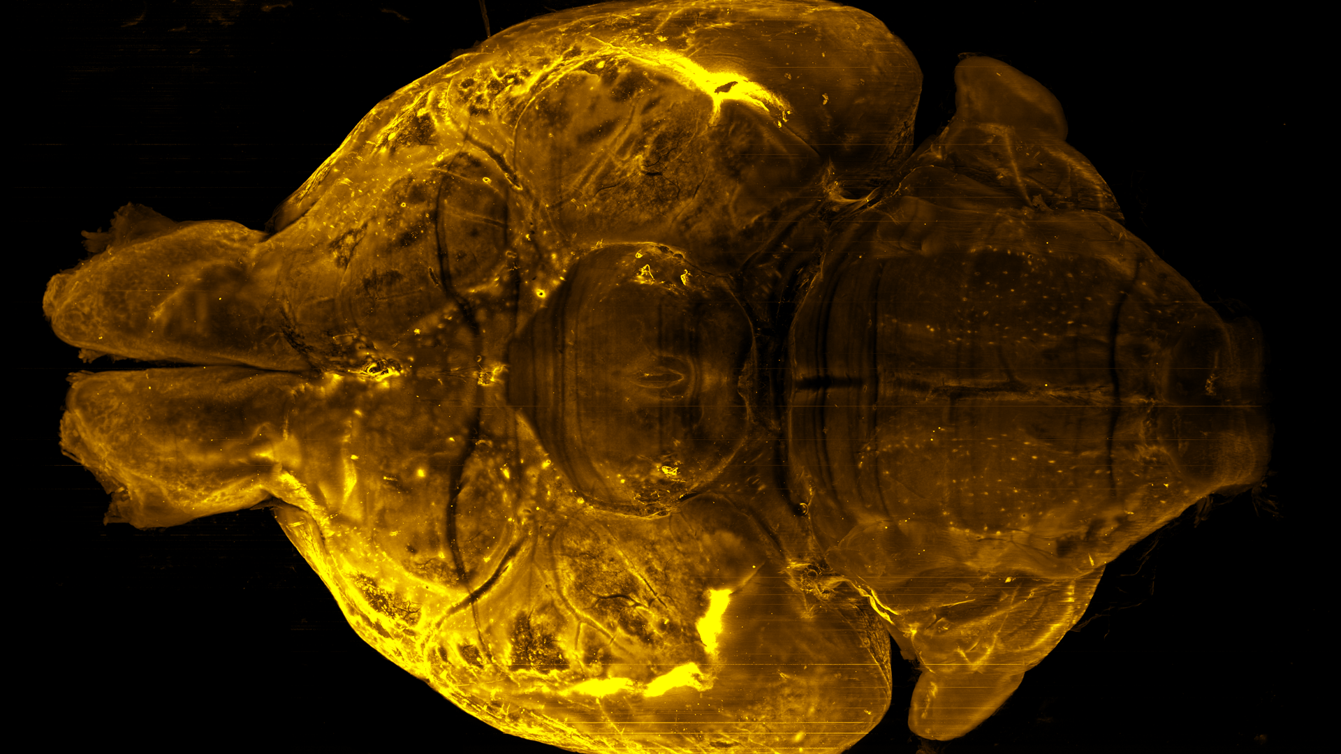 Adult mouse brain cleared using the OptiMuS-prime protocol.