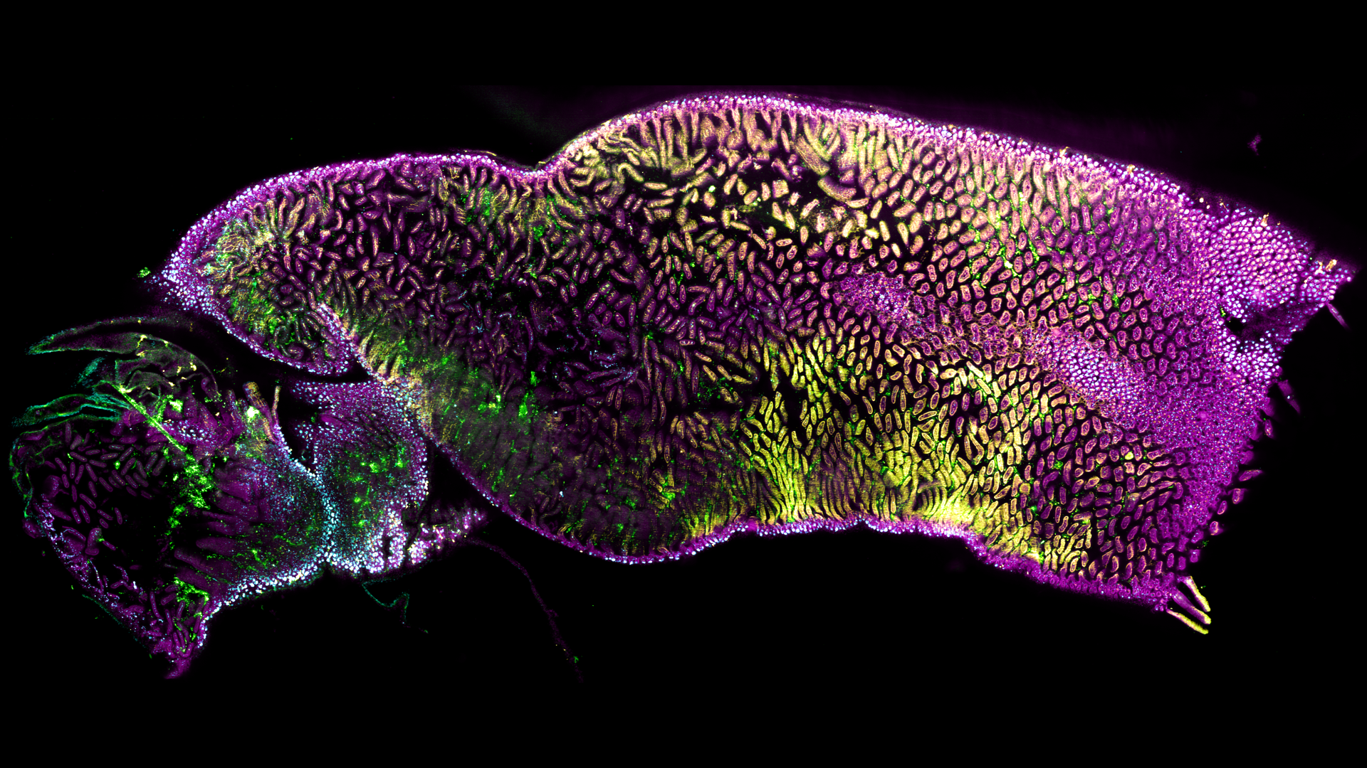 Mouse gut cleared using the ECi protocol.