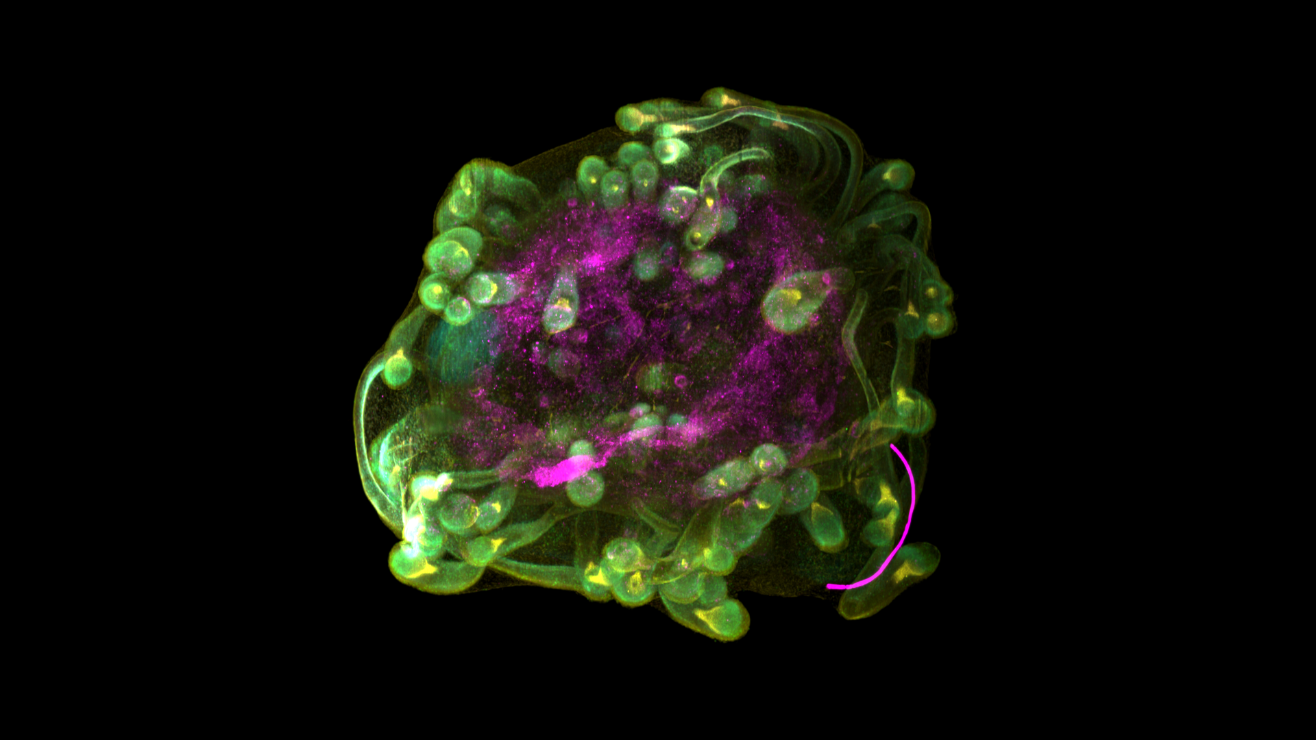 Hair organoid cleared using the iDISCO protocol.