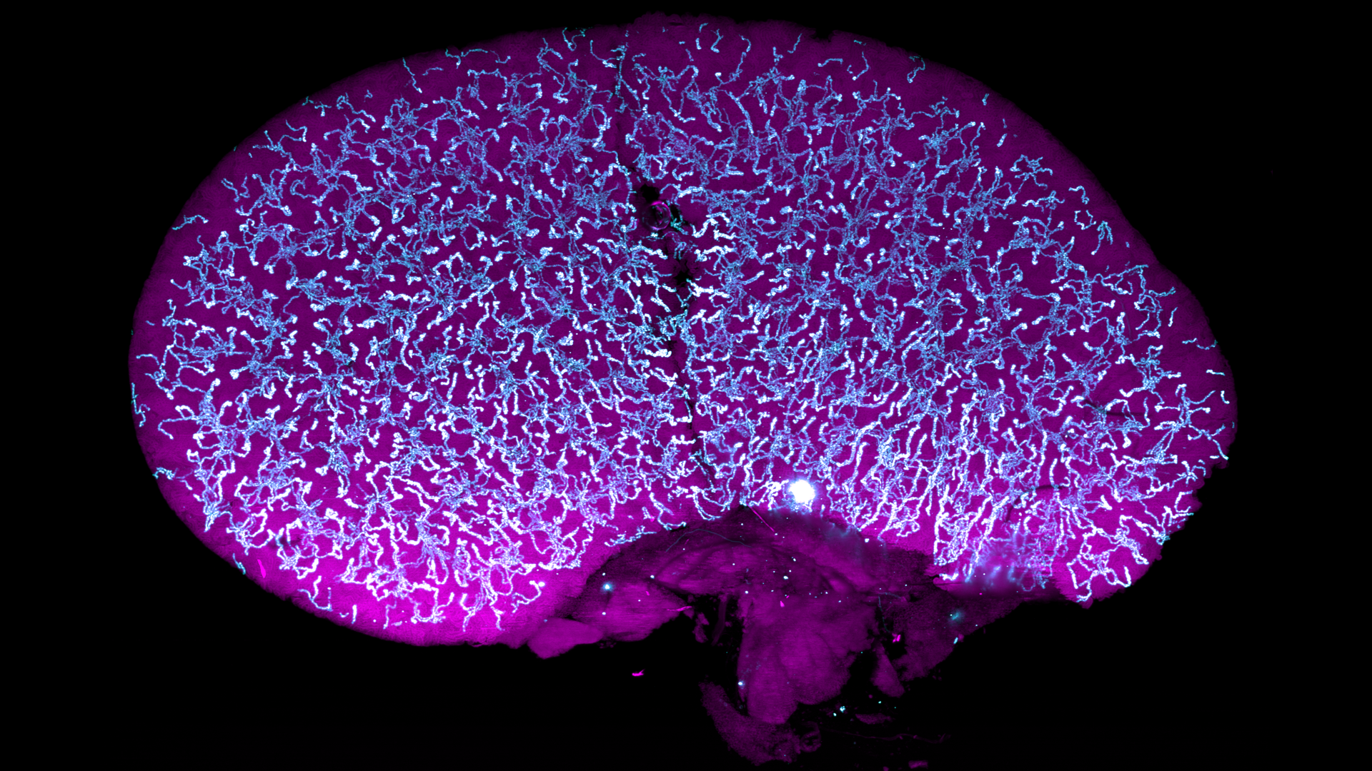 Mouse kidney cleared using the CUBIC protocol.